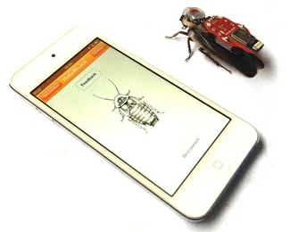 Японцы научили тараканов-киборгов вырабатывать энергию для подзарядки