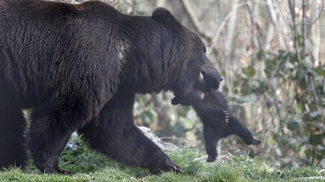 В зоопарке Берна русский медведь, подаренный Медведевым, убил собственного сына