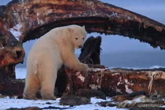 Гринпис: «Роснефть» ведет деятельность на территории арктического заповедника