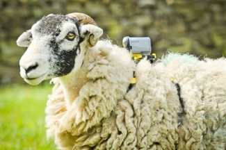 В Уэльсе овцы смогут раздавать Wi-Fi