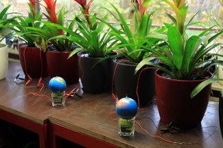 Голландская компания превращает энергию живых растений в электричество