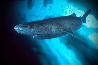 Гренландские акулы могут доживать до 500 лет