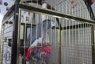 Попугай - бандеровец 
