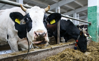 Правительство РФ запретило госзакупки мяса и молока за границей