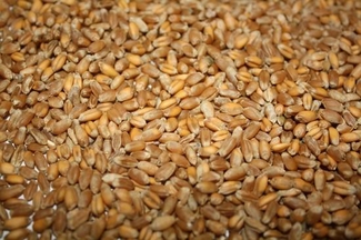 Дефицит продовольственной пшеницы заменят сортами для скота