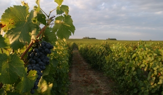 Дождливое лето сократило производство вина в Европе