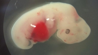 Американские учёные создали гибридный эмбрион человека и свиньи